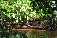 CostaRica-LaPavona-Tortuguero-caiman