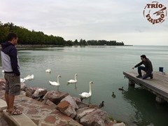 Hungria_Balaton_lago_cisnes